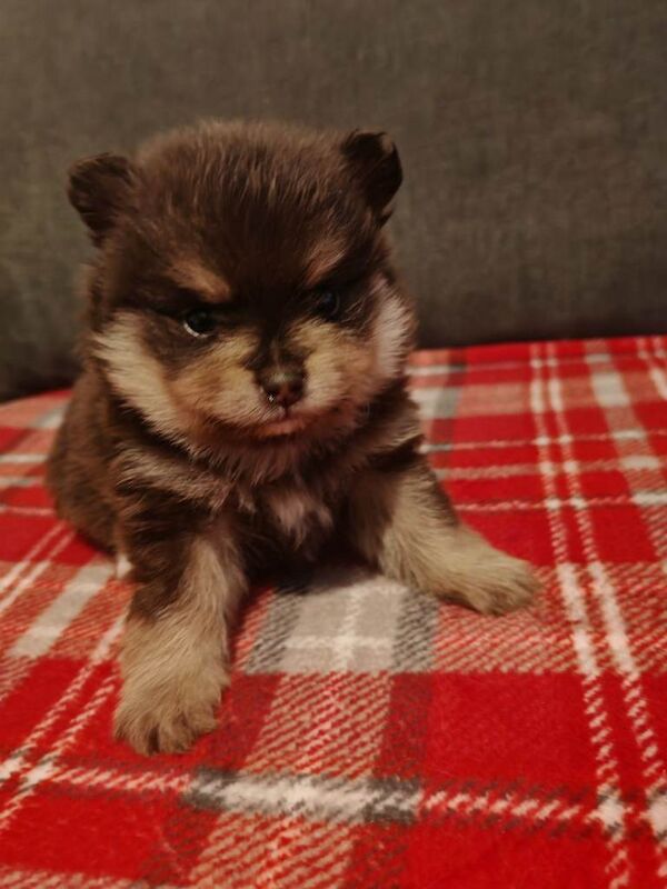 Pomeranian puppies for sale in South Shields, Tyne And Wear – 5 weeks old - Image 2 of 6