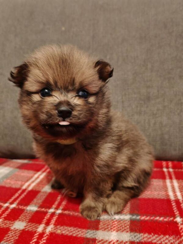 Pomeranian puppies for sale in South Shields, Tyne And Wear – 5 weeks old - Image 3 of 6