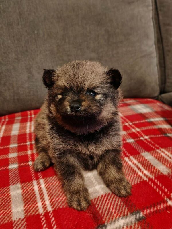 Pomeranian puppies for sale in South Shields, Tyne And Wear – 5 weeks old - Image 4 of 6