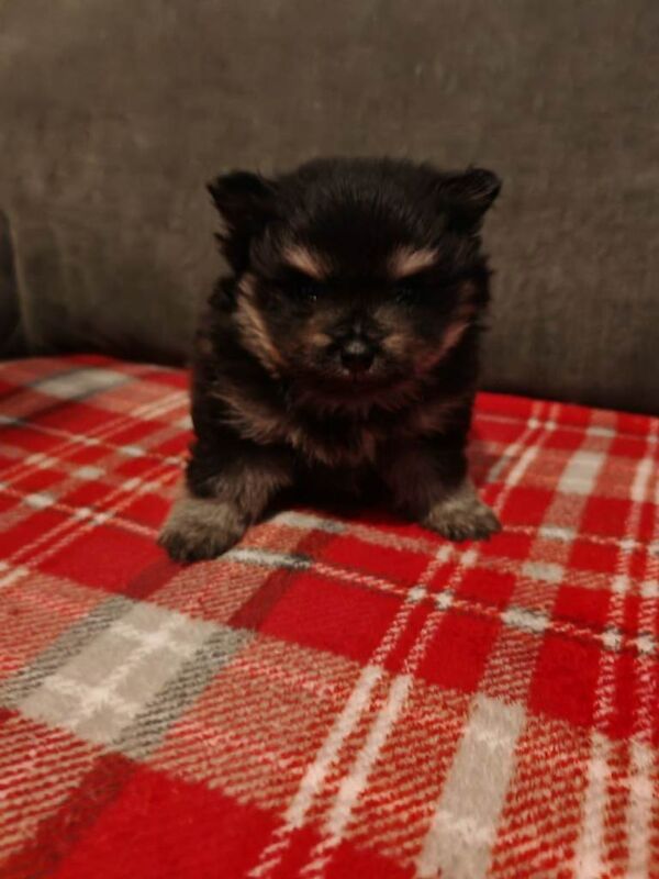 Pomeranian puppies for sale in South Shields, Tyne And Wear – 5 weeks old - Image 5 of 6