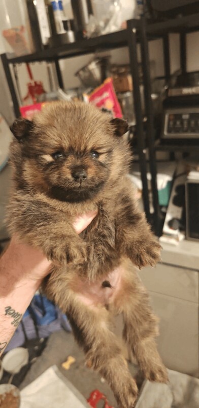 Pomeranian puppies for sale in South Shields, Tyne And Wear – 5 weeks old - Image 6 of 6