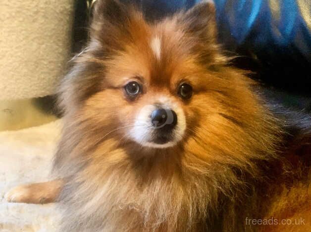 Pomeranian puppies for sale in Manchester, Greater Manchester – 5 years old - Image 1 of 4