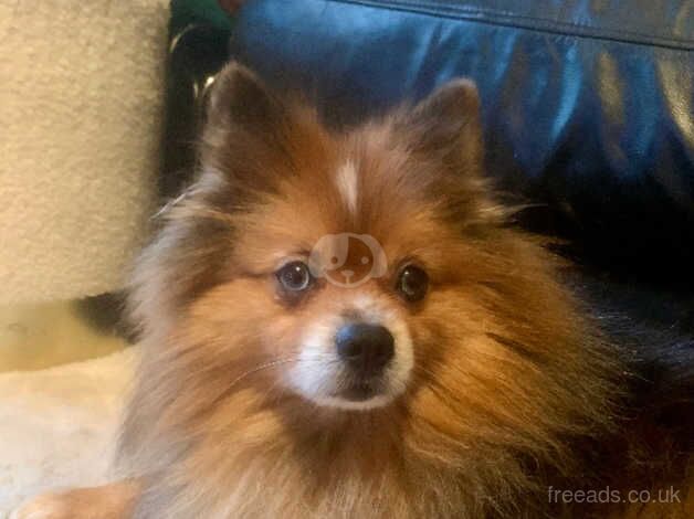 Pomeranian puppies for sale in Manchester, Greater Manchester – 5 years old - Image 2 of 4