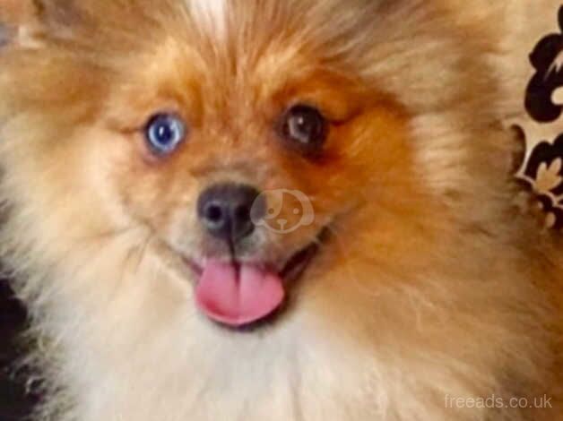 Pomeranian puppies for sale in Manchester, Greater Manchester – 5 years old - Image 3 of 4