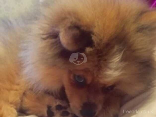 Pomeranian puppies for sale in Manchester, Greater Manchester – 5 years old - Image 4 of 4