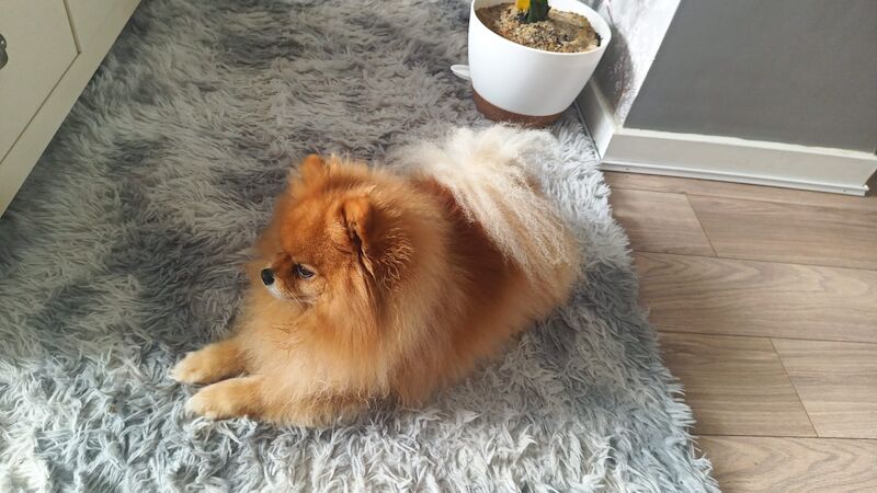 5 Year old male Pom