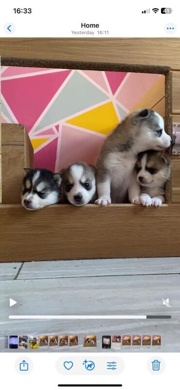 6 beautiful pomsky 3 girls 3 boys stunning marking Ready 9th May