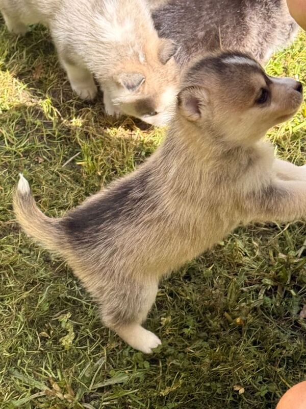 6 beautiful pomsky 3 girls 3 boys stunning marking Ready 9th May - Image 2 of 6