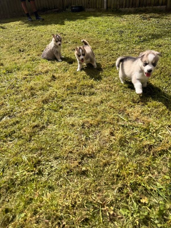 6 beautiful pomsky 3 girls 3 boys stunning marking Ready 9th May - Image 3 of 6