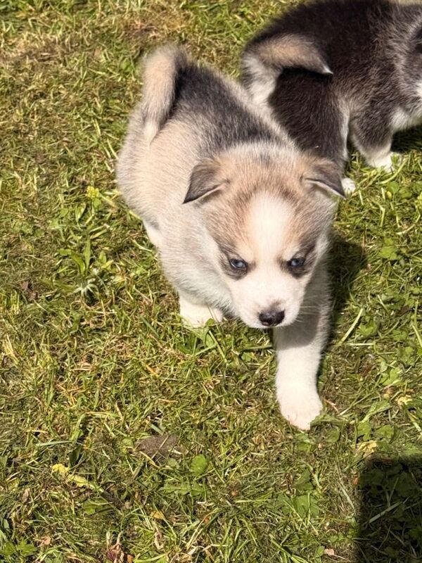 6 beautiful pomsky 3 girls 3 boys stunning marking Ready 9th May - Image 4 of 6
