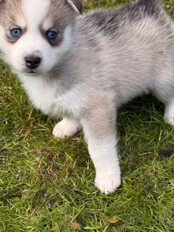 6 beautiful pomsky 3 girls 3 boys stunning marking Ready 9th May - Image 5 of 6