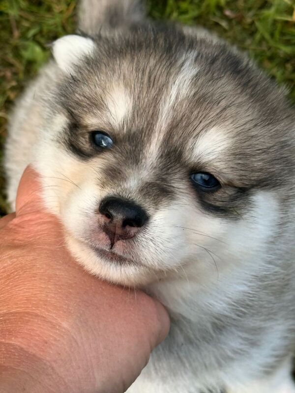 6 beautiful pomsky 3 girls 3 boys stunning marking Ready 9th May - Image 6 of 6