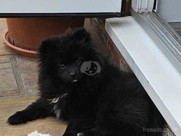 Pomeranian puppies for sale in Pontefract, West Yorkshire – 1 year old - Image 2 of 4