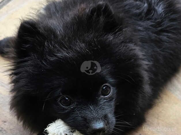 Pomeranian puppies for sale in Pontefract, West Yorkshire – 1 year old - Image 3 of 4