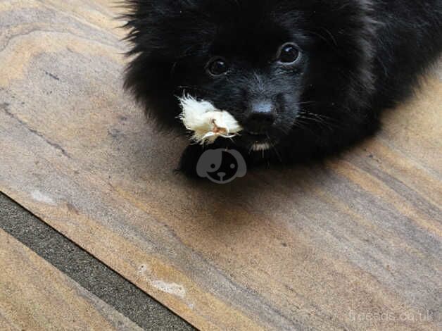 Pomeranian puppies for sale in Pontefract, West Yorkshire – 1 year old - Image 4 of 4