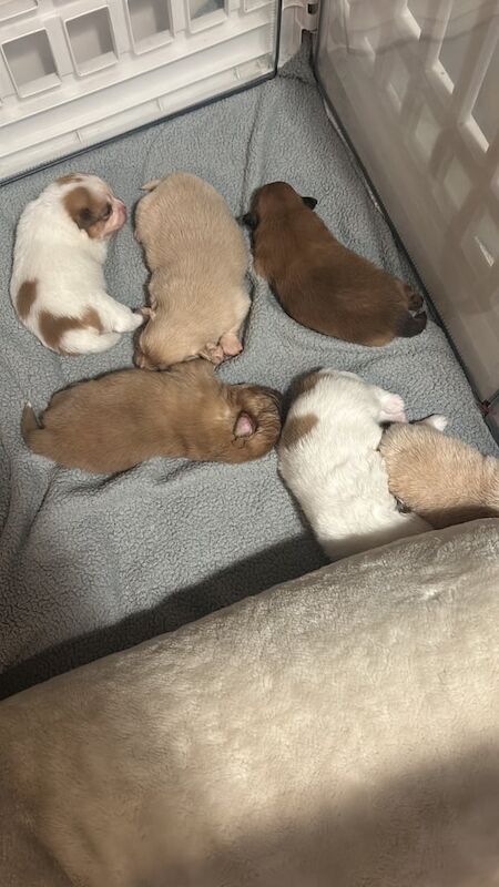 Pomeranian puppies for sale in Wickford, Essex – 1 year old - Image 2 of 3