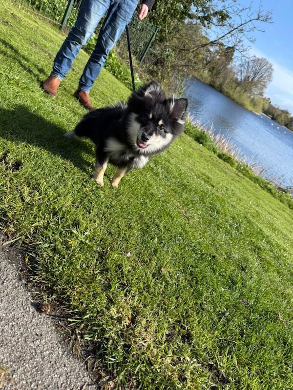 6month old puppy for sale