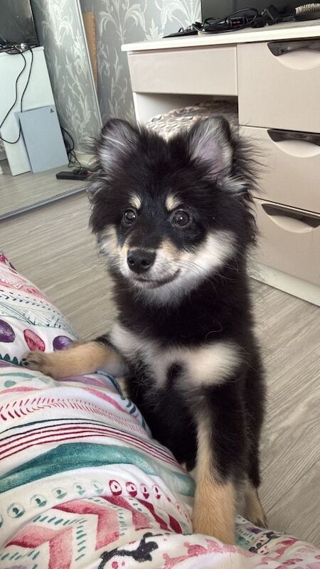 6month old puppy for sale - Image 2 of 3