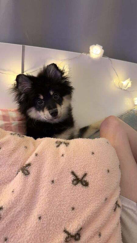 6month old puppy for sale - Image 3 of 3