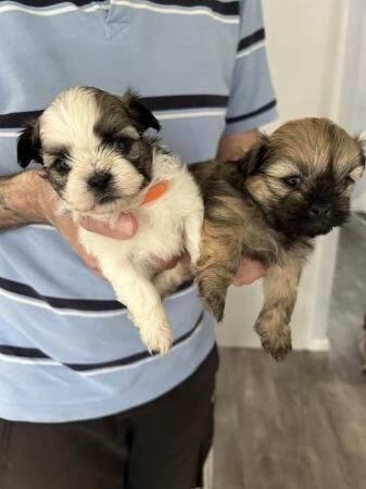 7 x shihtzu x shiranian puppies for sale in Warrington, Cheshire