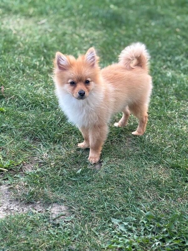 Pomeranian puppies for sale in Rochford, Essex – 9 months old