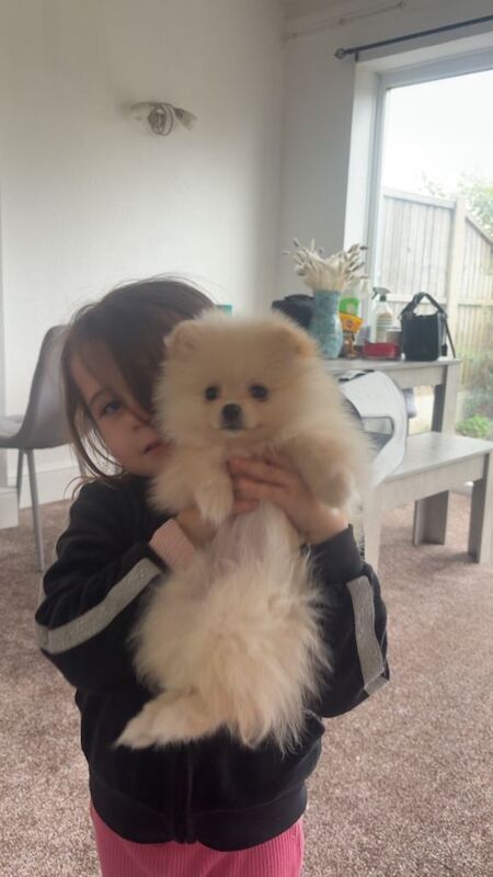 Pomeranian puppies for sale in Rainham, London – 7 months old