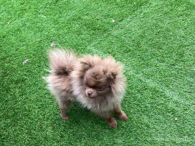 8 month old special needs boy for sale in Wakefield, West Yorkshire - Image 1