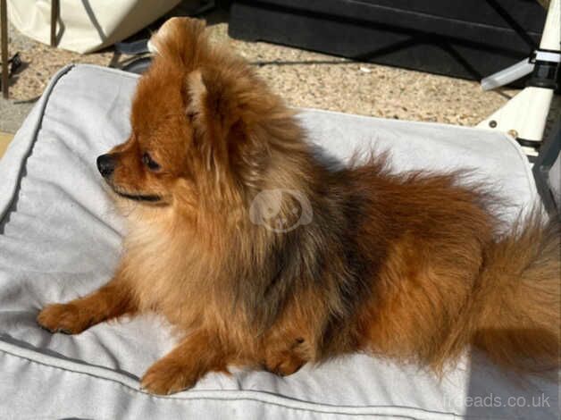 Pomeranian puppies for sale in Bordon, Hampshire – KC registered, 2 years old - Image 2 of 4