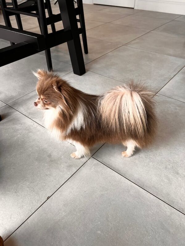 Pomeranian puppies for sale in Lambeth, Greater London – 8 months old