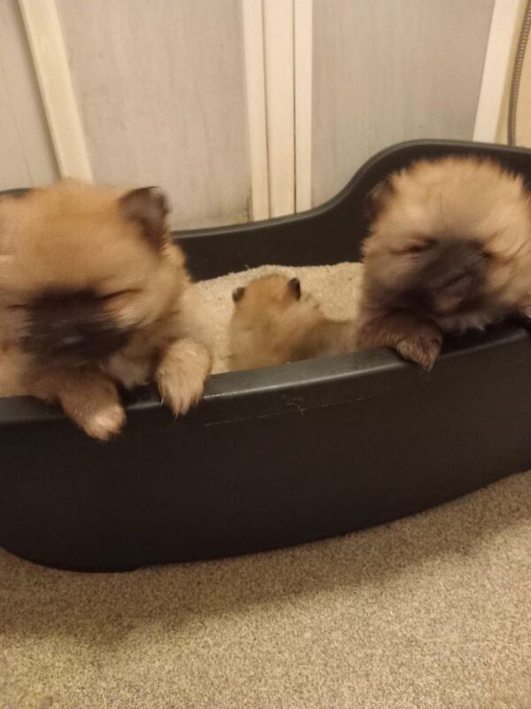 Pomeranian puppies for sale in Newcastle upon Tyne, Tyne and Wear – 8 weeks old - Image 2 of 3