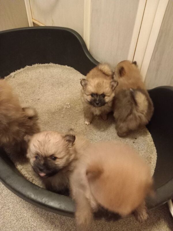 Pomeranian puppies for sale in Newcastle upon Tyne, Tyne and Wear – 8 weeks old - Image 3 of 3