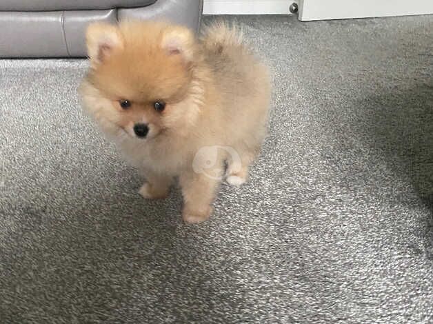 Pomeranian puppies for sale in Freckleton, Lancashire – 1 year old - Image 3 of 5