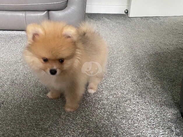 Pomeranian puppies for sale in Freckleton, Lancashire – 1 year old - Image 4 of 5