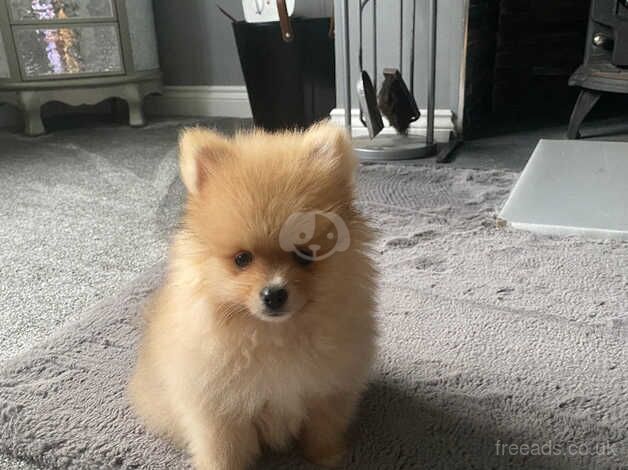 Pomeranian puppies for sale in Freckleton, Lancashire – 1 year old - Image 5 of 5