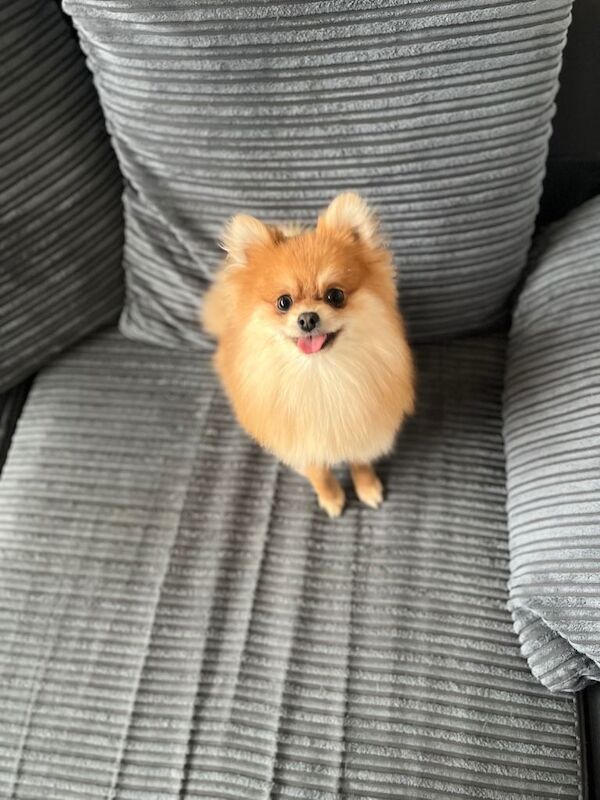 Pomeranian puppies for sale in South Croydon, London – 1 year old