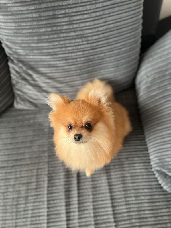 Adorable 1-Year-Old Pomeranian - Image 2 of 5