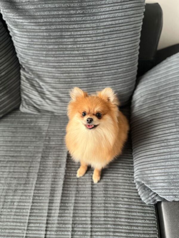 Adorable 1-Year-Old Pomeranian - Image 3 of 5