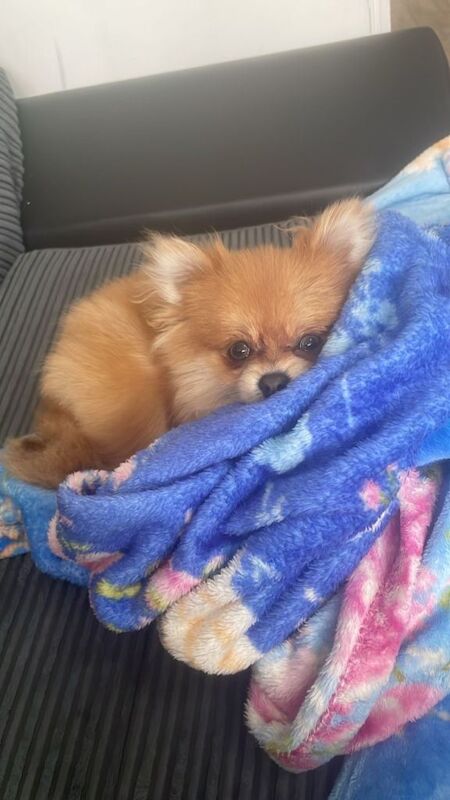 Adorable 1-Year-Old Pomeranian - Image 4 of 5