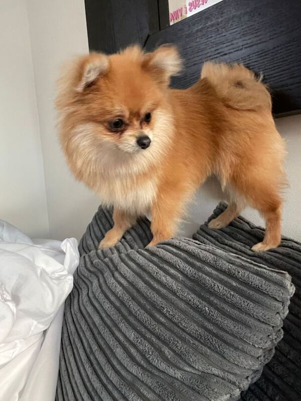 Adorable 1-Year-Old Pomeranian - Image 5 of 5