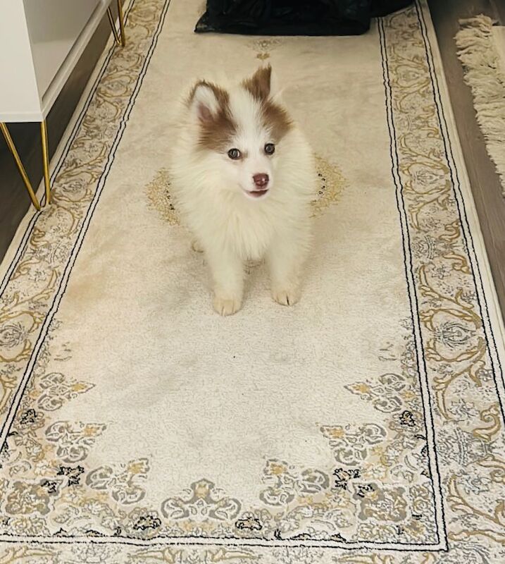 Pomeranian Puppies For Sale