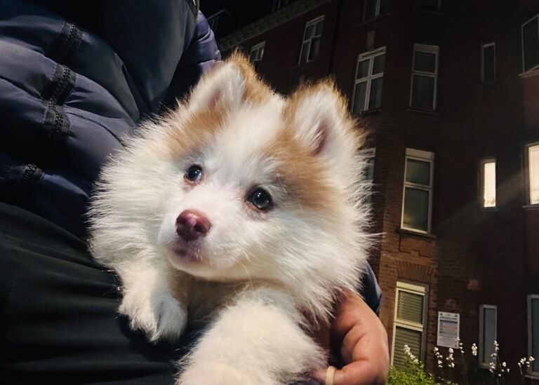 Adorable 3 month Pompsky for sale - Image 2 of 4