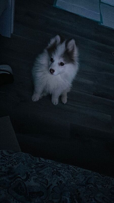 Adorable 3 month Pompsky for sale - Image 3 of 4