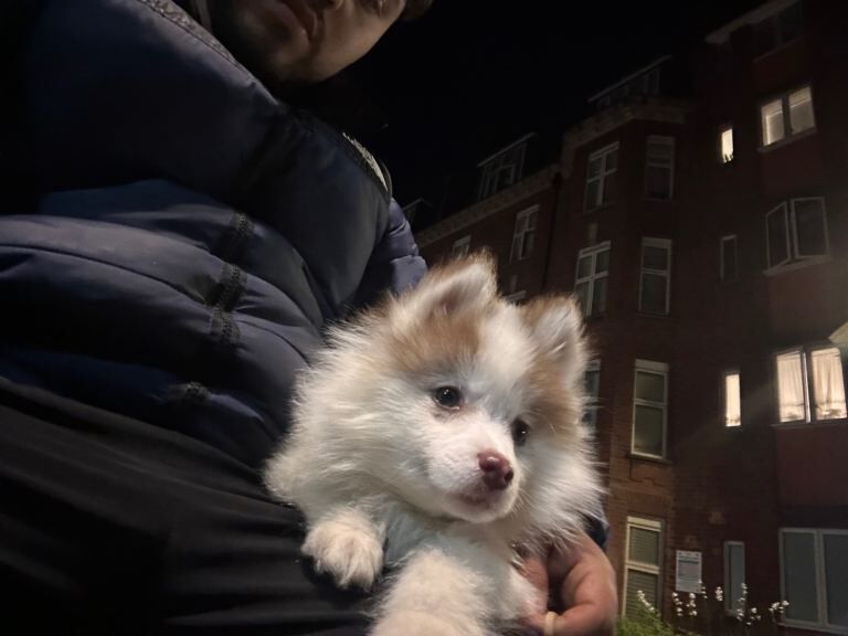 Adorable 3 month Pompsky for sale - Image 4 of 4