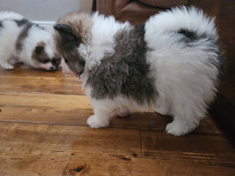 πΎπ Adorable 8-Week-Old Pomeranian Puppies Ready for Reservation! ππΎ for sale in Gravesend, Kent | Image 2