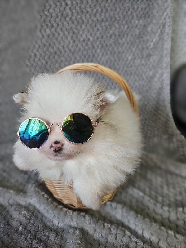 πΎπ Adorable 8-Week-Old Pomeranian Puppies Ready for Reservation! ππΎ for sale in Gravesend, Kent | Image 3