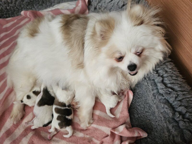 πΎπ Adorable 8-Week-Old Pomeranian Puppies Ready for Reservation! ππΎ for sale in Gravesend, Kent | Image 4