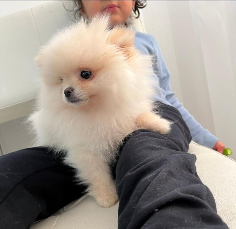 Pomeranian puppies for sale in Chelsea, Greater London – 6 months old - Image 1 of 3