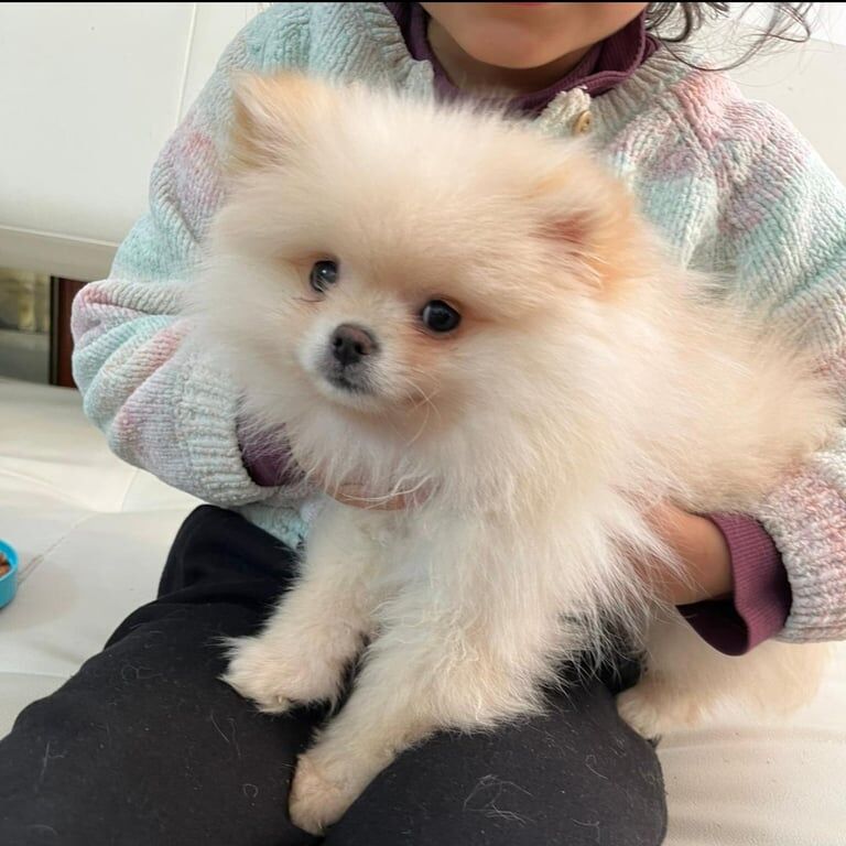 Pomeranian puppies for sale in Chelsea, Greater London – 6 months old - Image 2 of 3