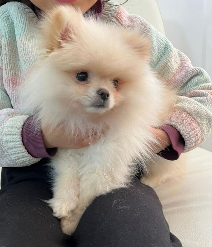 Pomeranian puppies for sale in Chelsea, Greater London – 6 months old - Image 3 of 3