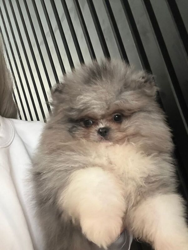 Pomeranian puppies for sale in Whitehaven, Cumbria – KC registered, 10 weeks old